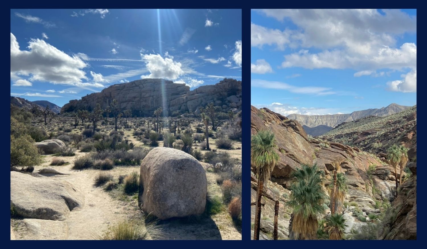 Photos of Palm Springs and Joshua Tree National Park